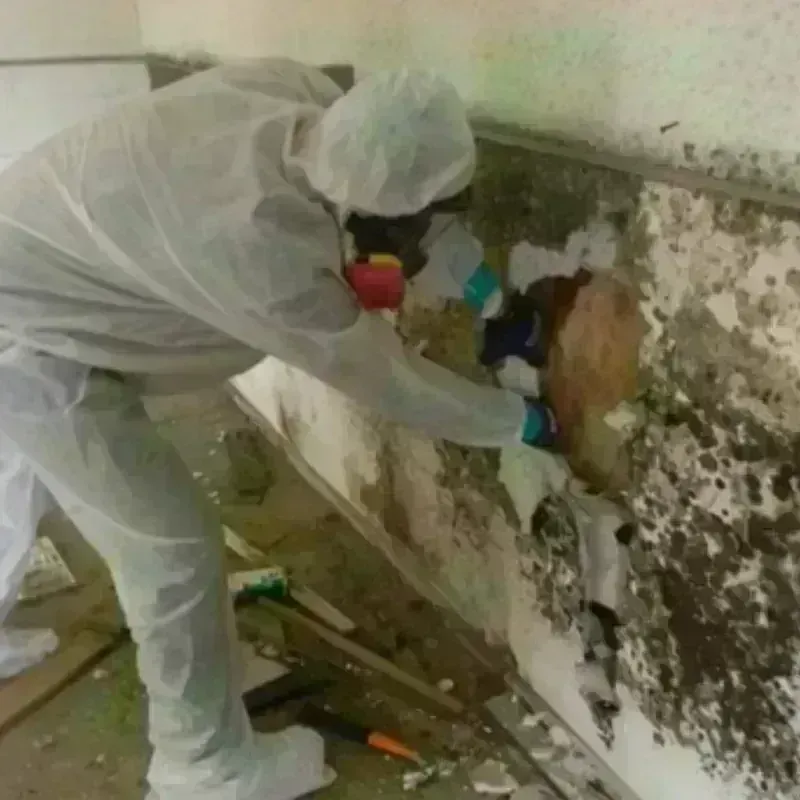 Mold Remediation and Removal in Essex Junction, VT